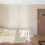 Roza Wiatrow Chłopy